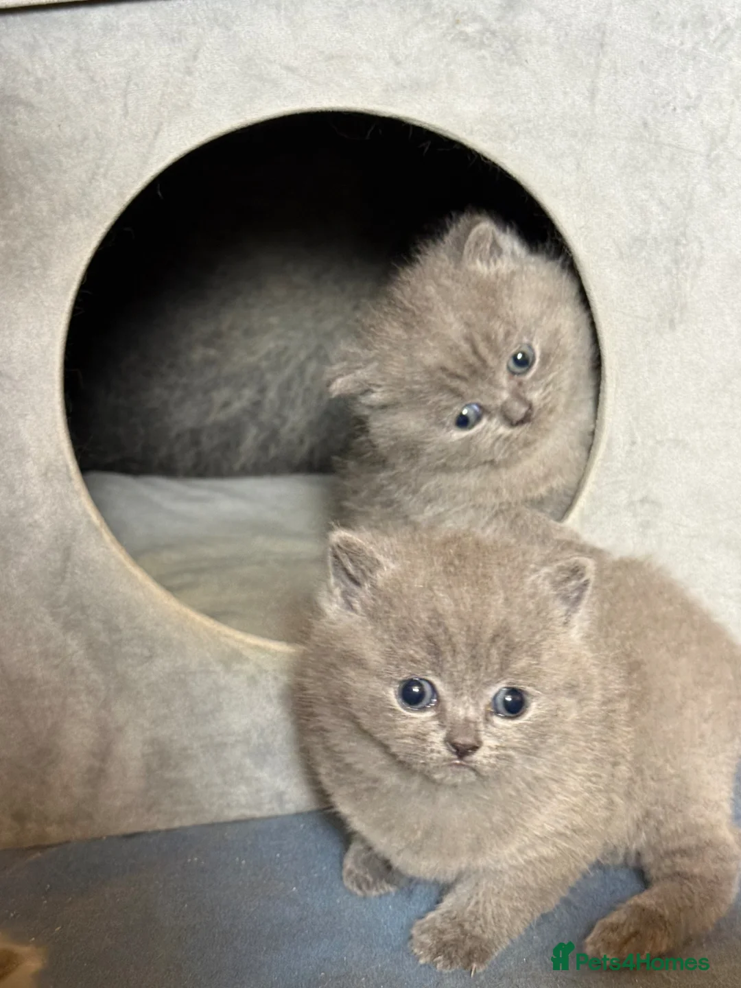 British Shorthair cats for sale: Gorgeous blue, British shorthair kittens  - Advert 10