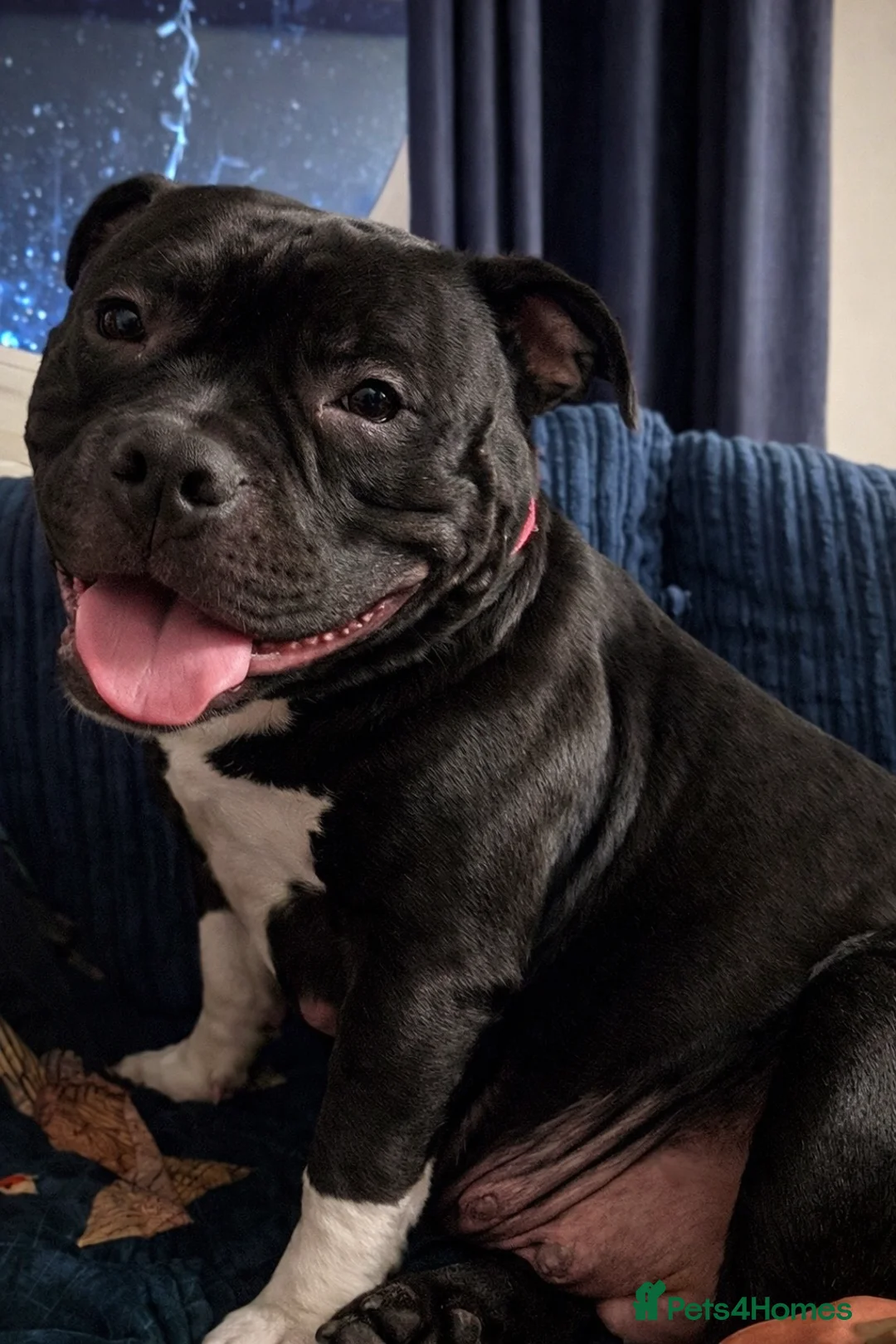 American Bully dogs for sale: ⭐️ 3/4 stunning Pocket bullys mix of colours ⭐️ - Advert 7