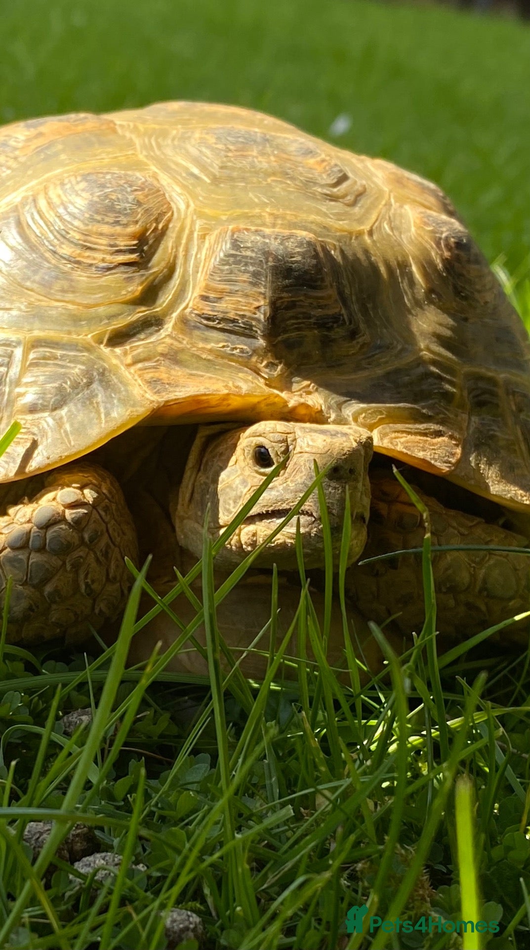 Hermann Tortoise reptiles 10 year old Herman Tortoise for sale - Advert 1