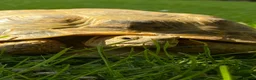 Hermann Tortoise reptiles for sale: 10 year old Herman Tortoise for sale in Billingshurst - Advert 1
