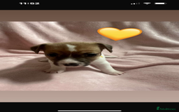 Jack Russell dogs for sale: 5 beautiful jack russel pups  - Image 12