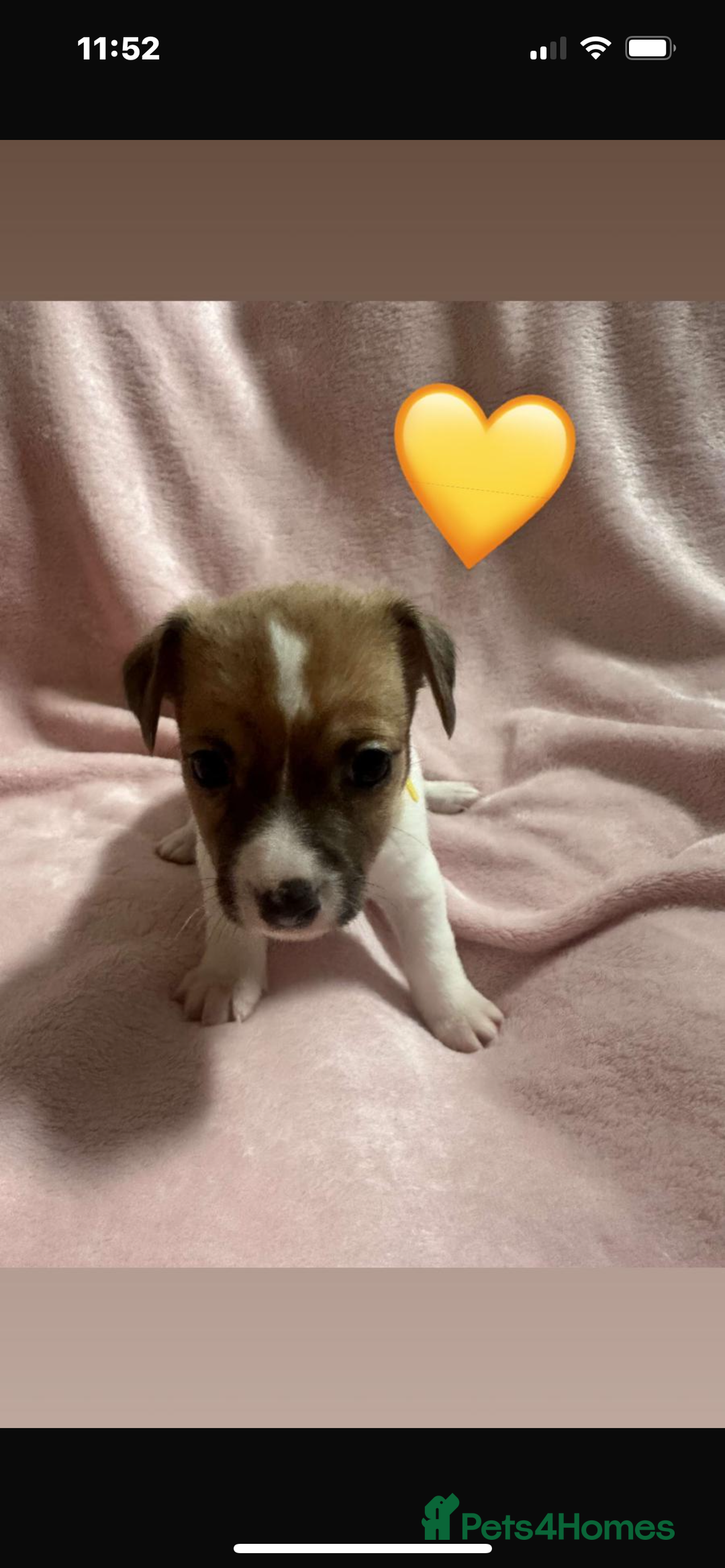 Jack Russell dogs for sale: 5 beautiful jack russel pups  - Image 12