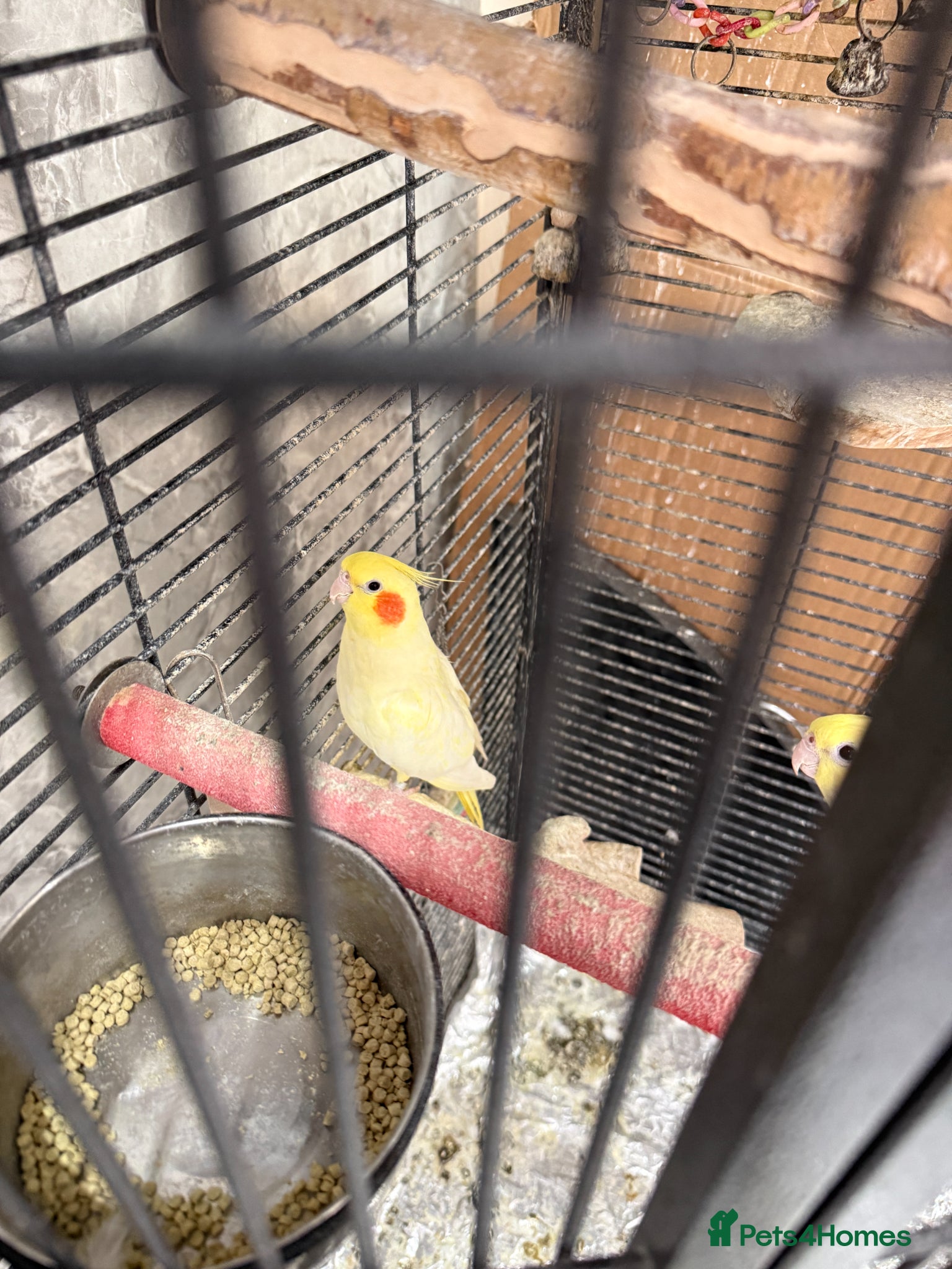 Cockatiels birds for sale: 2 Cockatiels + cage + travel cage + toys - Advert 4
