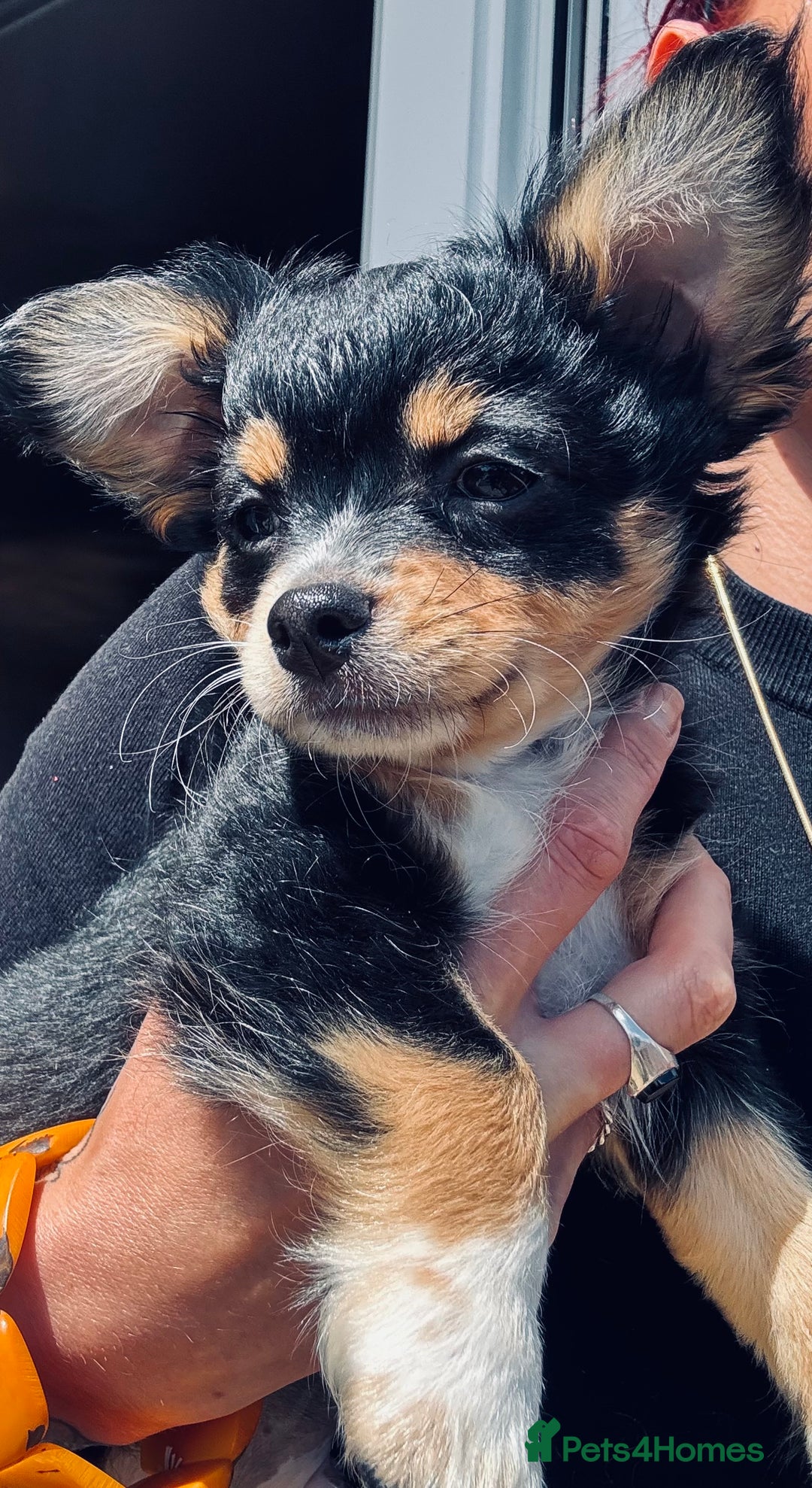 Pomchi dogs for sale: Beautiful female puppy ready now!  in Godstone - Image 22