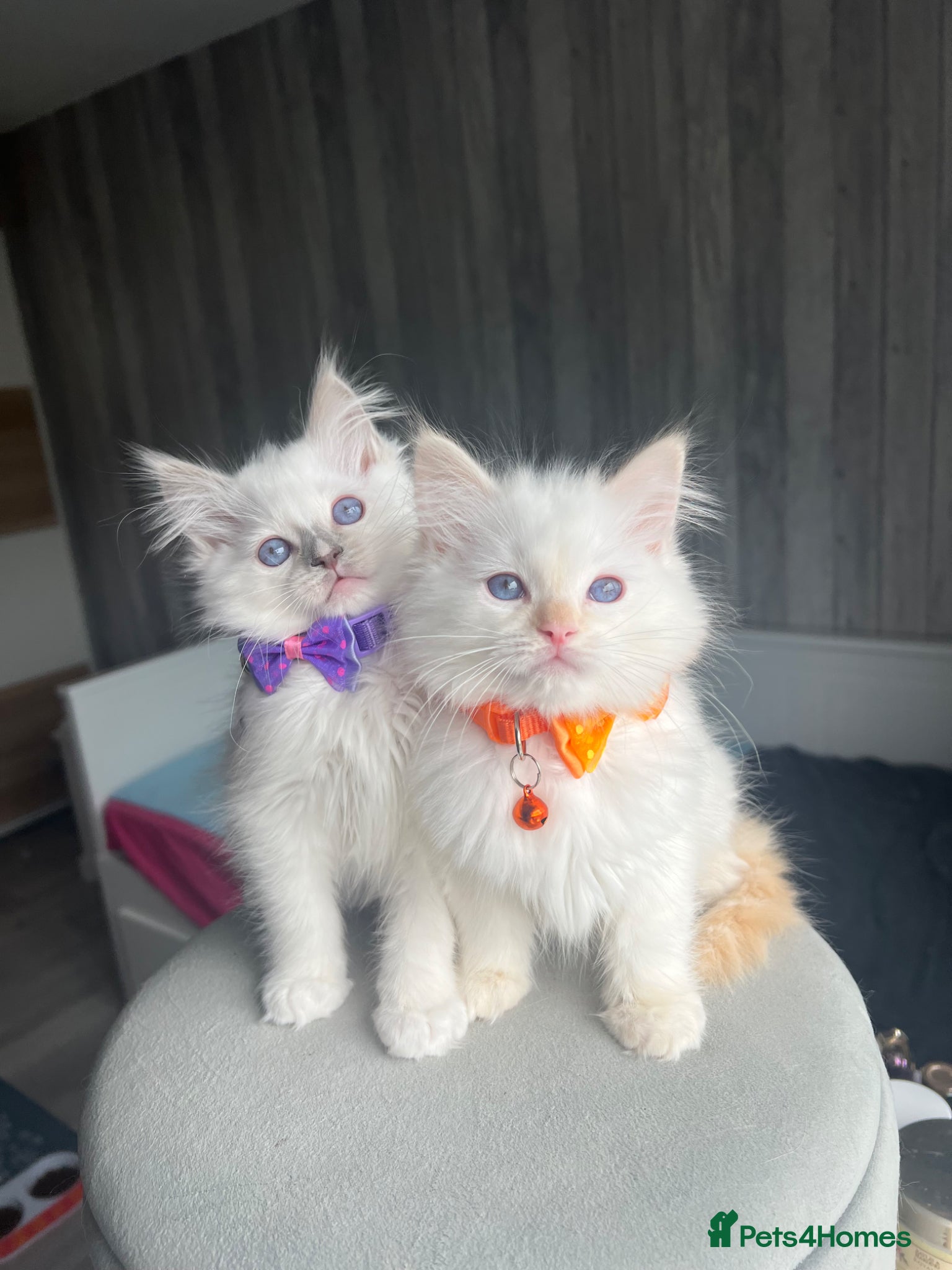 Ragdoll cats Pedigree Ragdoll kittens  - Advert 1