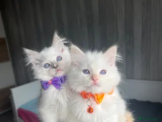 Ragdoll cats Pedigree Ragdoll kittens - Advert 1