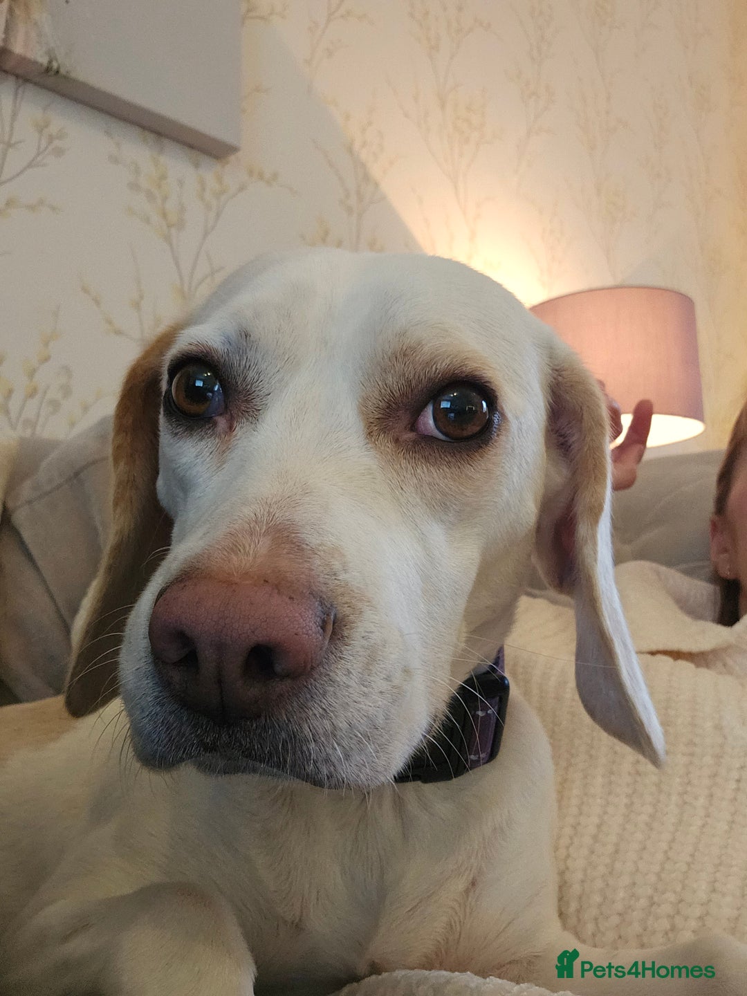 Beagle dogs for sale: BEAGLE  - Advert 3