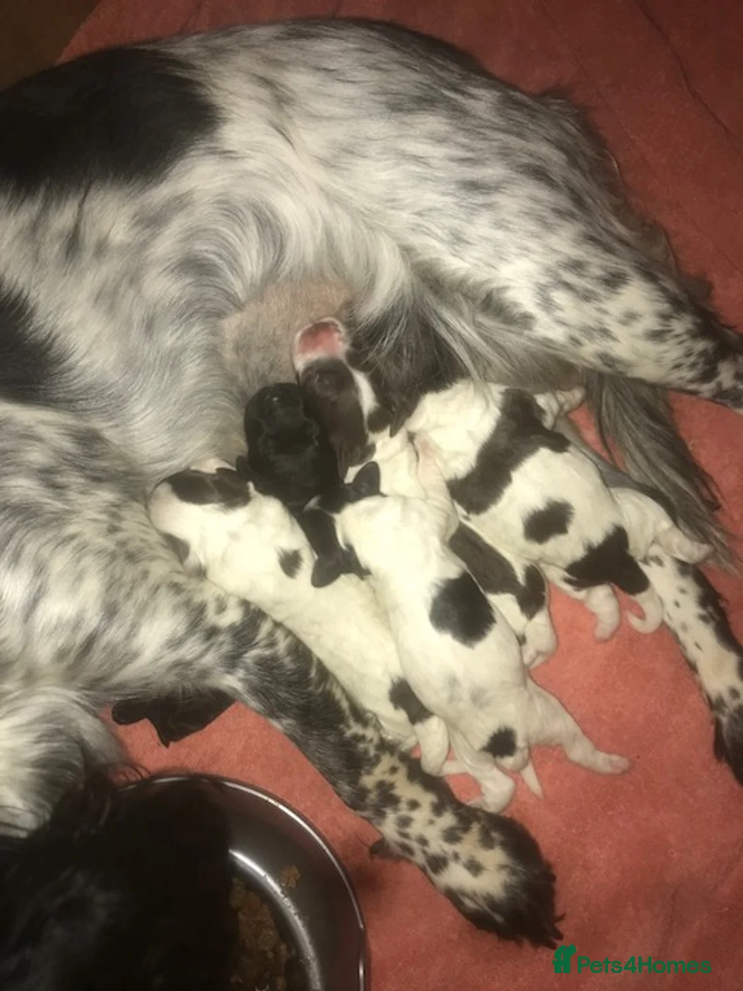 Miniature Poodle dogs for stud: Miniture Poodle for stud - SHORT NOTICE AVAILABLE in Coalville - Advert 34