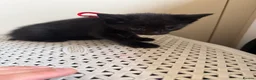 Mixed Breed cats for sale: Kittens  - Advert 4