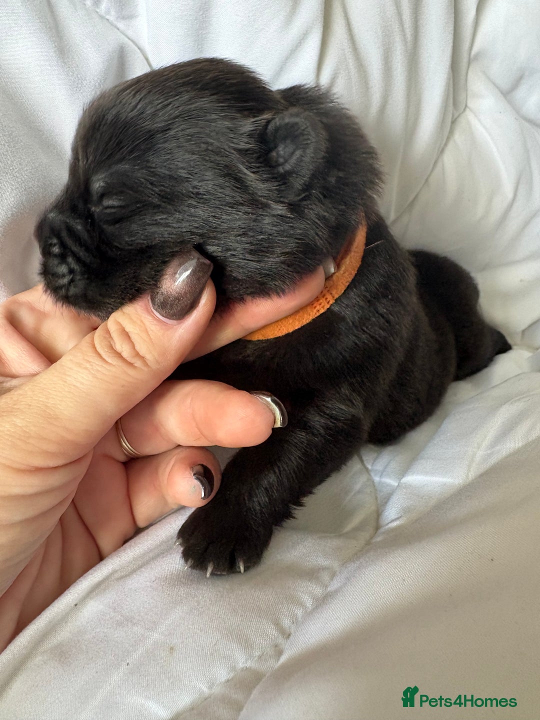 Chow Chow dogs for sale: Baby chow chows  - Image 12