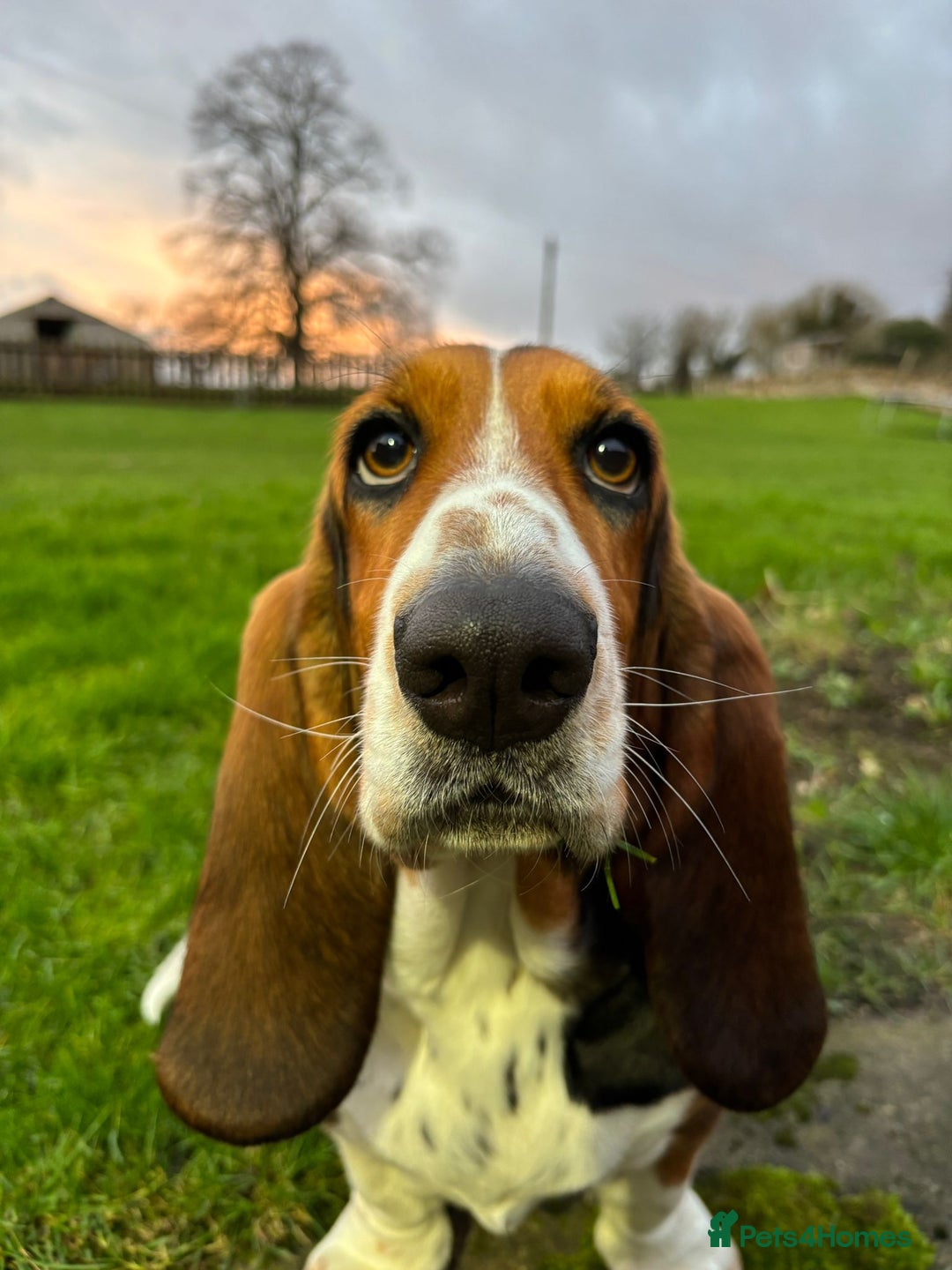 Puppies For Half Basset Hound Half Beagle Basset Beagle Hound