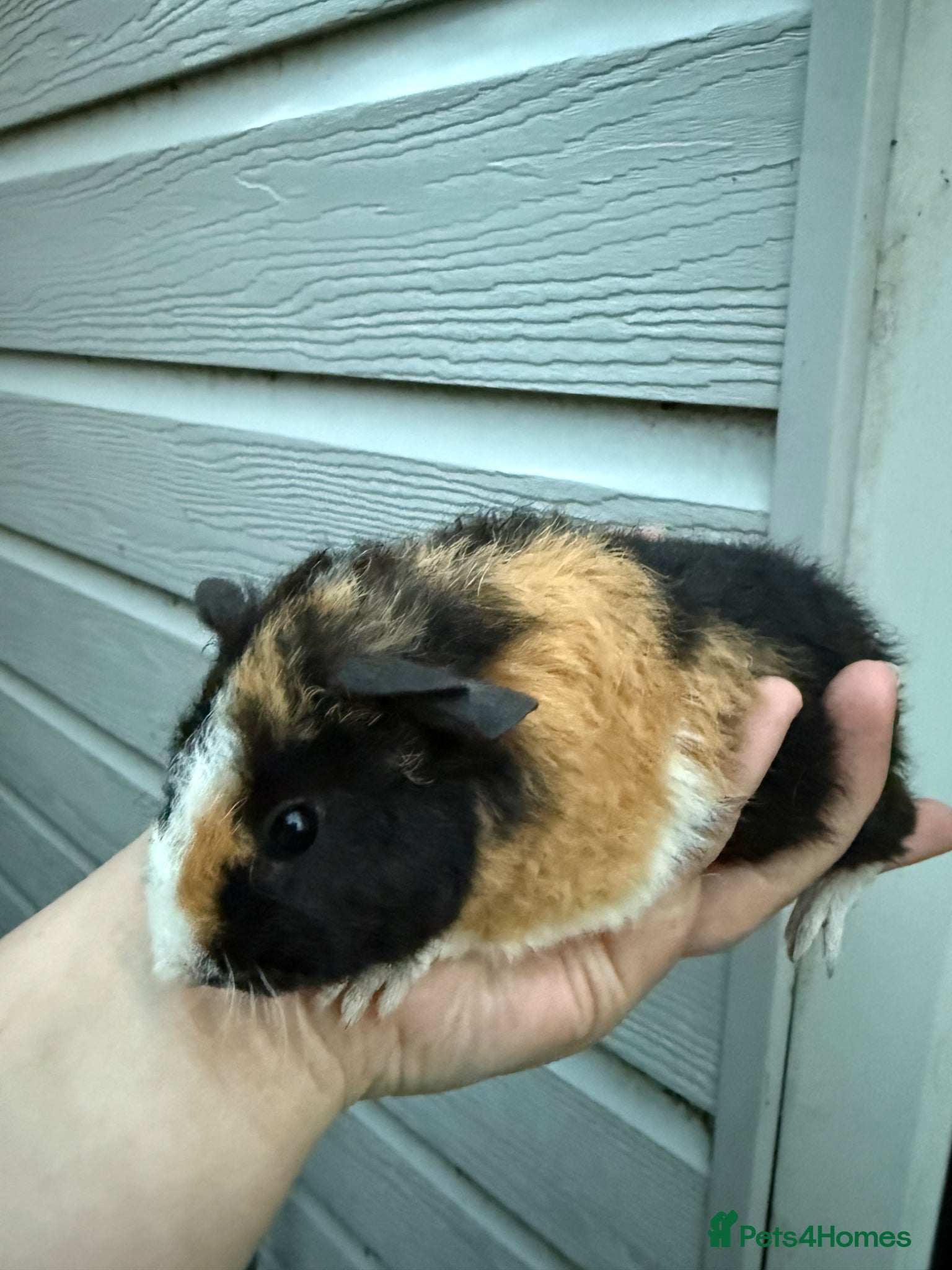 Guinea Pig rodents 2 baby male teddy guineapigs AVAILABLE  - Advert 2