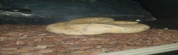 Python Snake reptiles for sale: 2 female royal pythons  - Advert 3