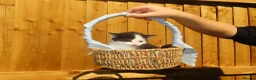 Mixed Breed cats for sale: Full ginger and mix litter kittens  - Advert 6