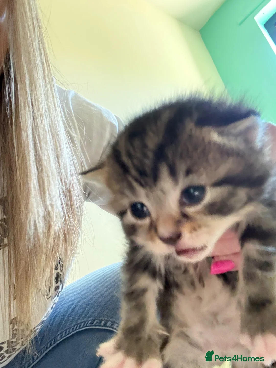 Mixed Breed cats for sale: 3 female kittens in Lockerbie - Advert 5