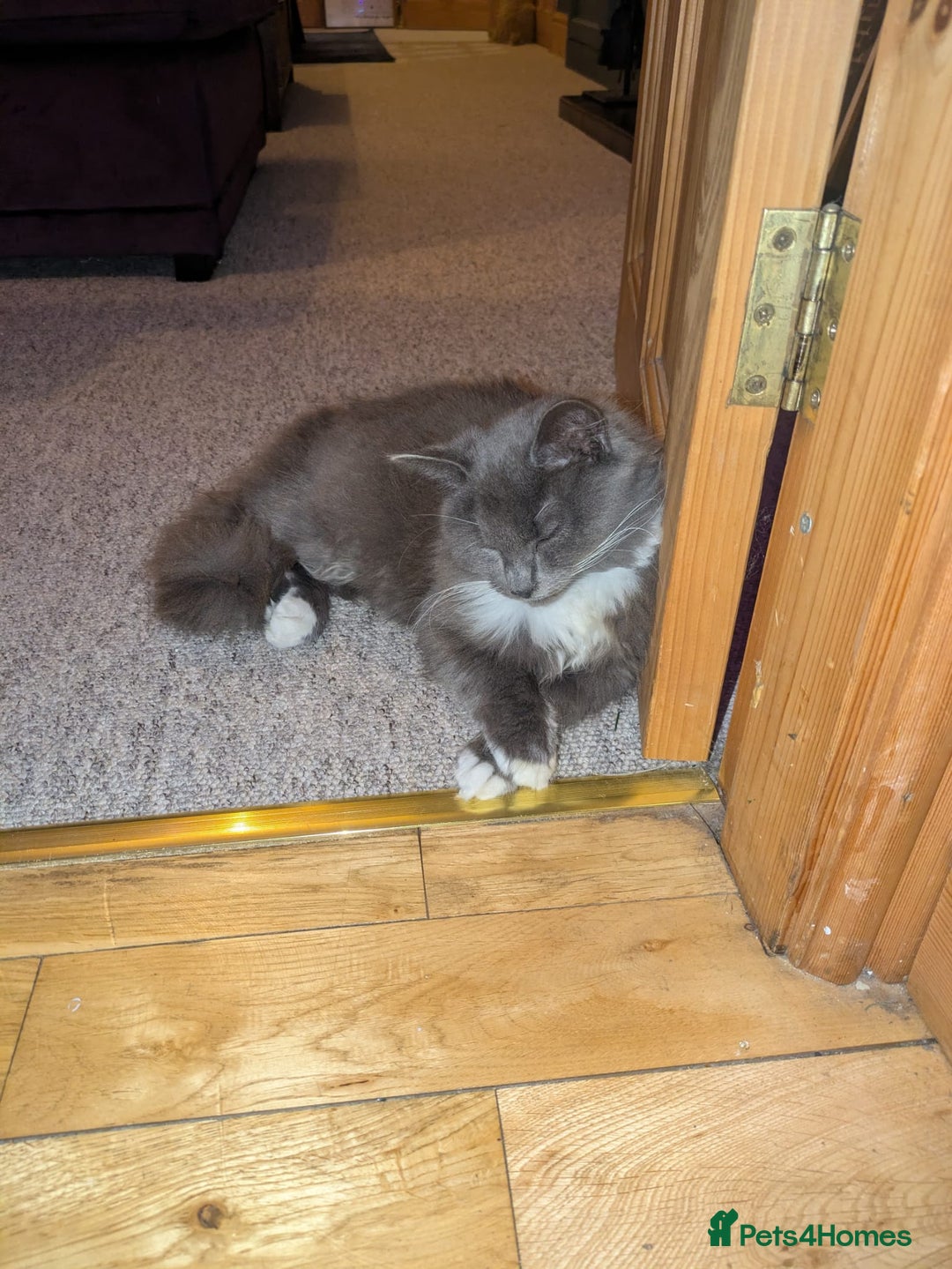 Russian Blue cats for sale: Russian Blue Cross Boy Cat: 9 months old - Advert 2