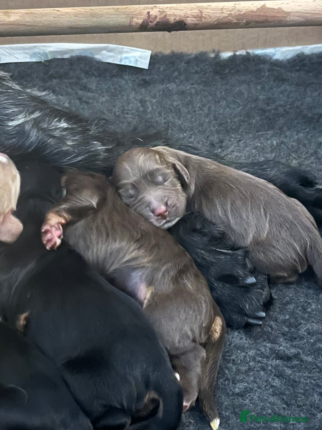 Cocker Spaniel dogs for sale: Cocker spaniel puppies  - Image 5