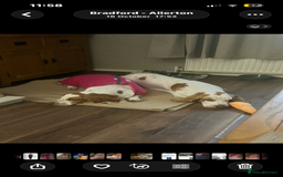 Basset Hound dogs for sale: 1 male and 1 female basset hounds - Advert 2