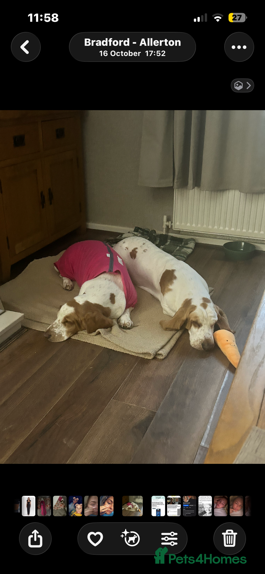 Basset Hound dogs for sale: 1 male and 1 female basset hounds - Advert 2