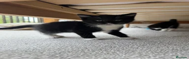 Rastermouse