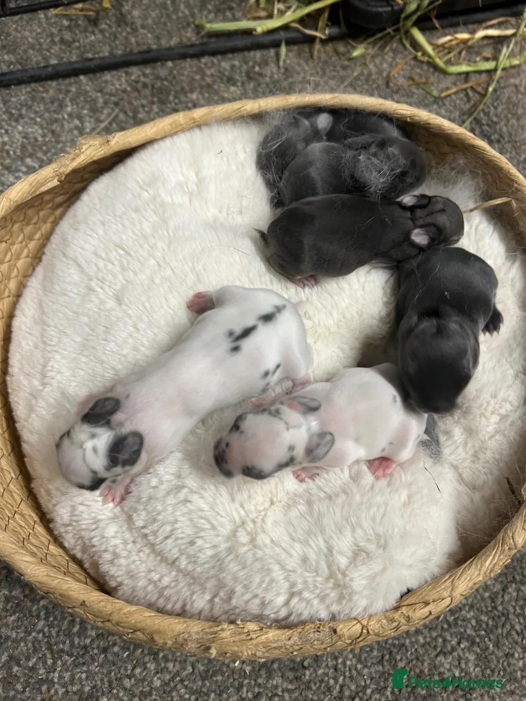 Netherland Dwarf rabbits for sale: Gorgeous traditional Netherland dwarf bunnies - Advert 6