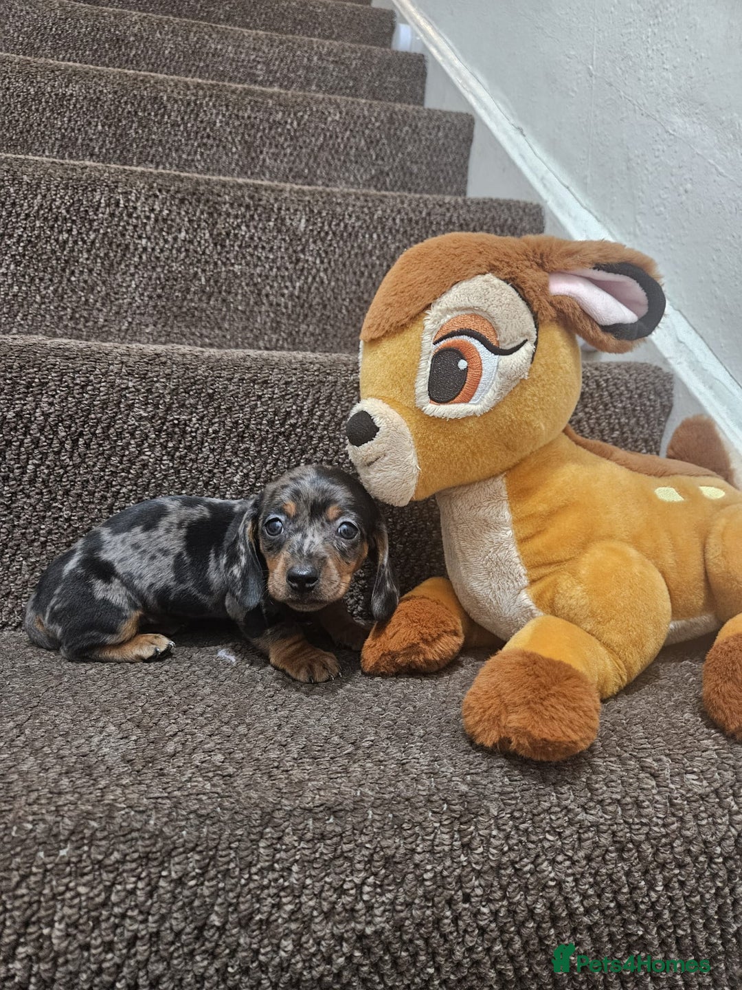 Miniature Dachshund dogs for sale: gorgeous dachshund puppy(1girl left)🐶🐾  - Advert 3