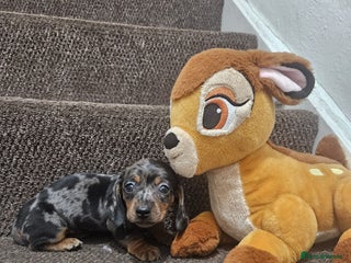 Miniature Dachshund dogs gorgeous dachshund puppy(1girl left)🐶🐾 - Advert 16