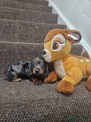 Miniature Dachshund dogs gorgeous dachshund puppy(1girl left)🐶🐾 - Advert 1
