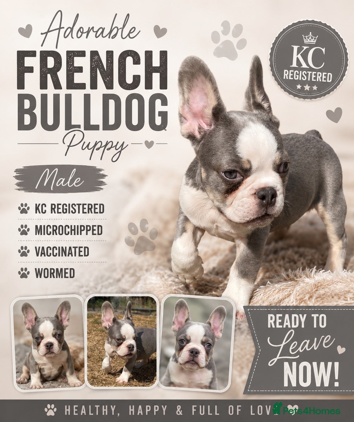 French Bulldog dogs Last remaining KC registered French Bulldog puppy - Advert 1