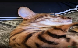 Bengal cats for sale: 2 Sweet Girls NOT spayed  - Image 1