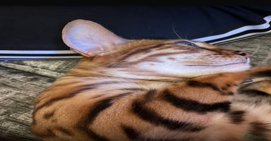 Bengal cats - Advert 16