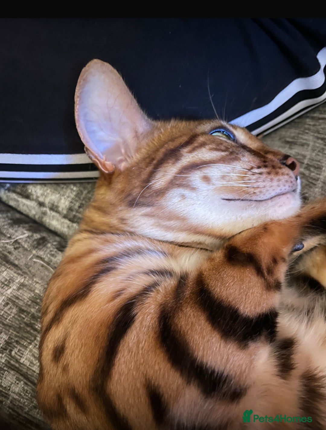 Bengal cats for sale: 2 Sweet Girls NOT spayed  - Image 1