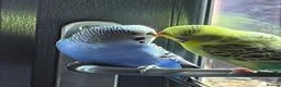 Budgerigars birds for sale: Budgies and cage in York - Advert 4