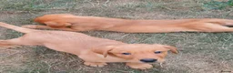 Labrador Retriever dogs for sale: Labrador Puppies Fox Red - Advert 19