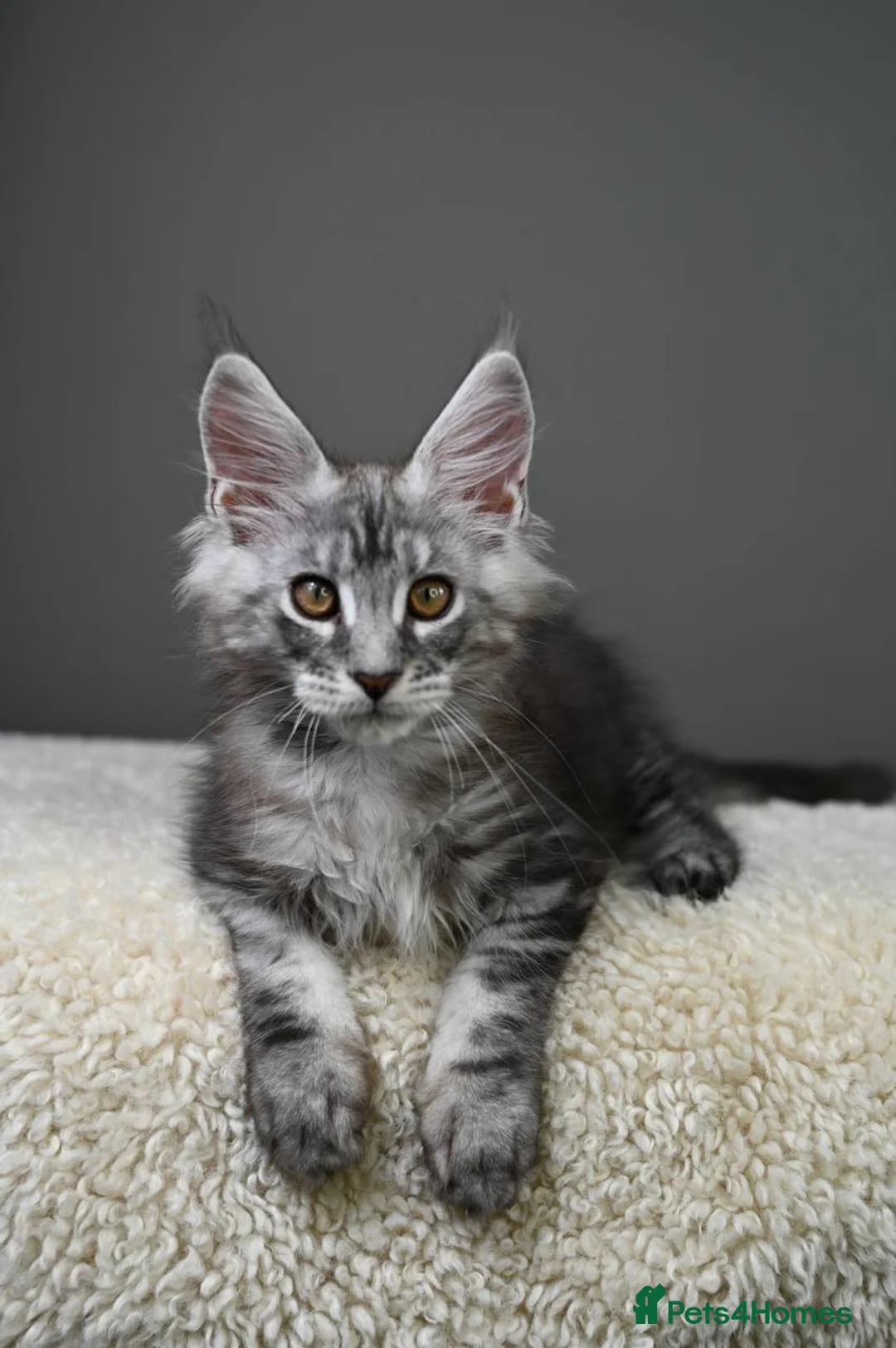 Maine Coon cats for sale: 3 Unique Kittens available - TICA registered  - Advert 24