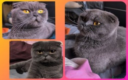 Scottish Fold cats for sale: 💎 TICA ACTIVE 🏆 SCOTTISH FOLD QUEEN 👑 - Image 1