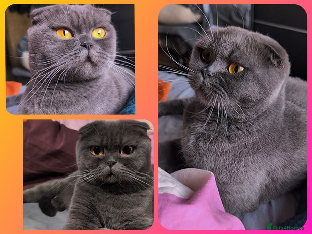 Scottish Fold cats - Advert 1