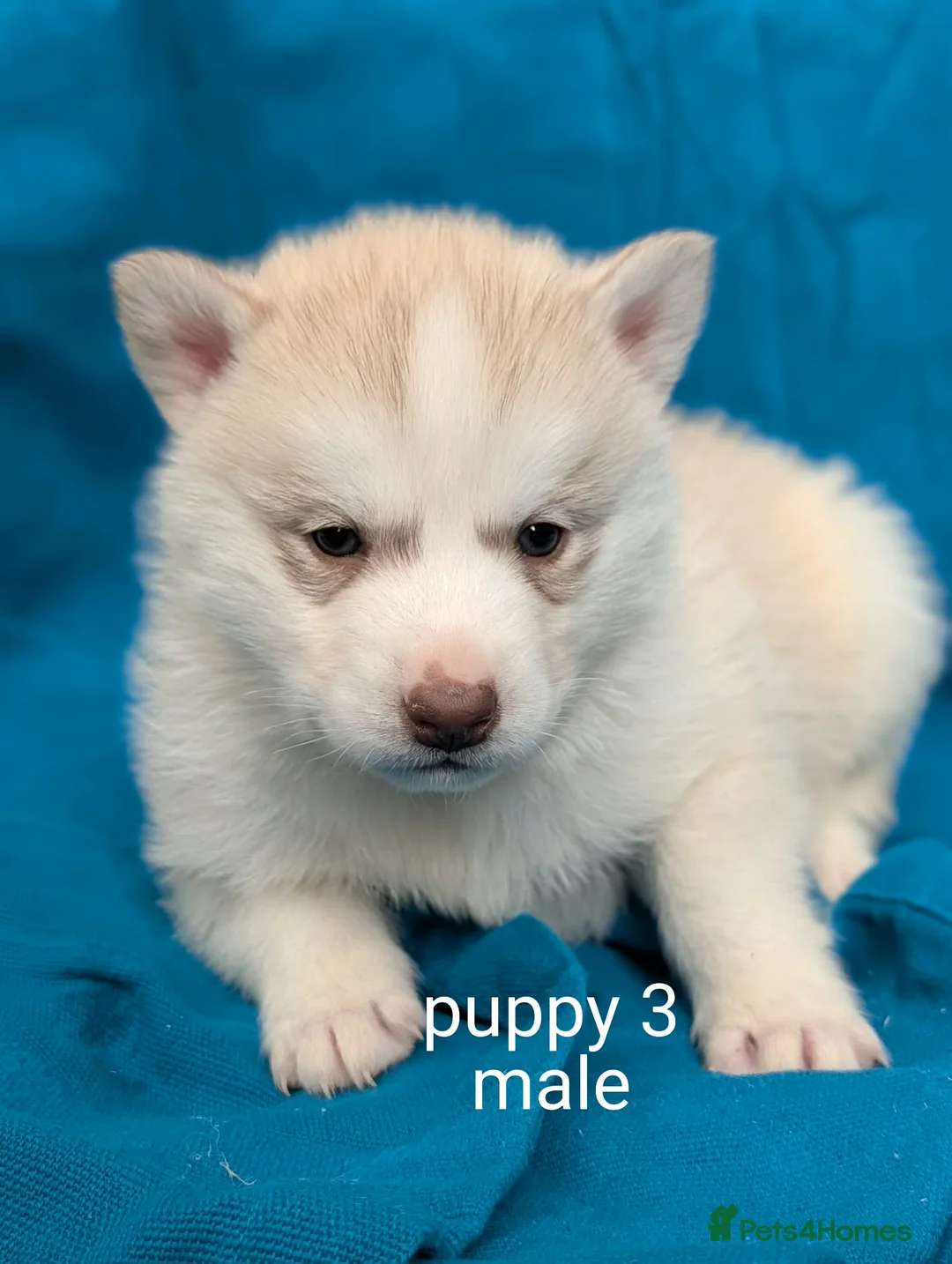 Siberian Husky dogs for sale: 6 beautiful Siberian Huskies  1 available  - Advert 15
