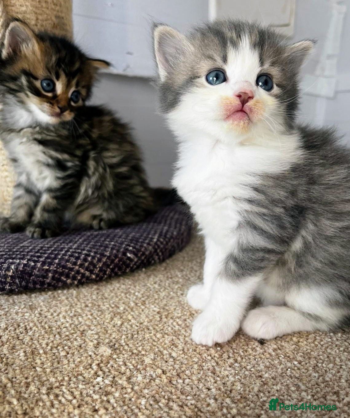 Maine Coon cats Stunning Maine coon kitten's - Advert 18