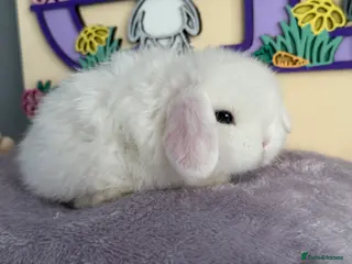 Mini Lop rabbits Blue eyed white mini lop buck - Advert 16