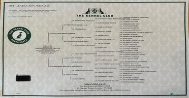 Cocker Spaniel dogs - Advert 16
