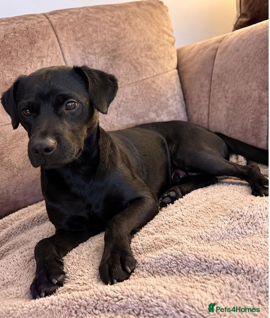 Mixed Breed dogs 💙Tommy💙-20 months old, small/lower-medium boy - Advert 1