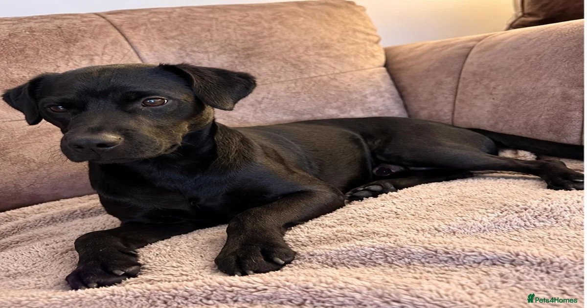 Pets & Animals for adoption | Pets4Homes