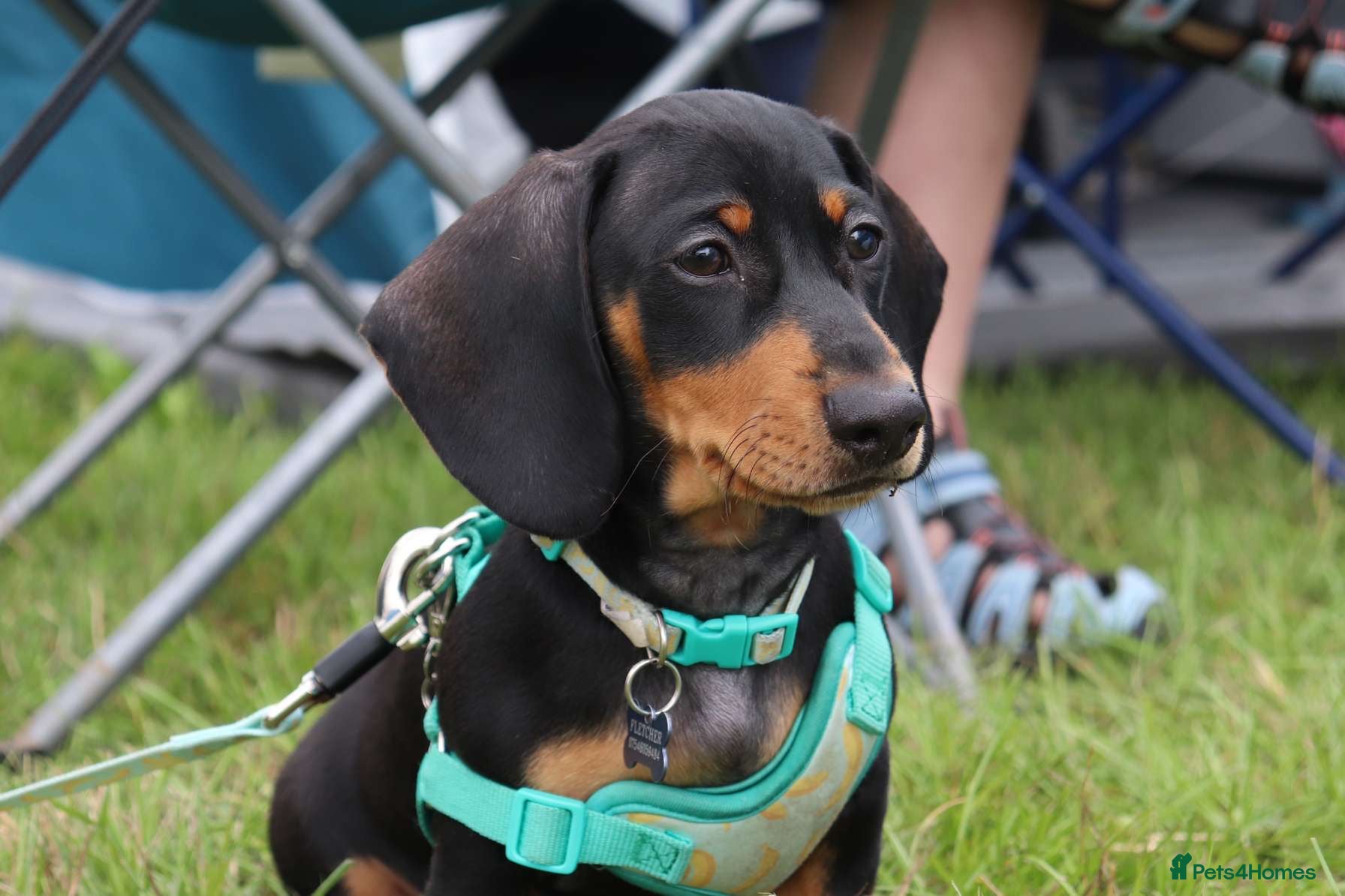 Dachshund dogs For stud June’s Legacy  - Advert 3