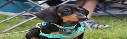 Dachshund dogs for stud: For stud June’s Legacy  - Advert 1