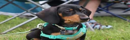 Dachshund dogs for stud: For stud June’s Legacy  - Advert 1