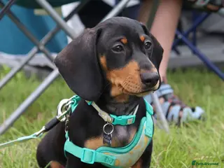 Dachshund dogs For stud June’s Legacy - Advert 11