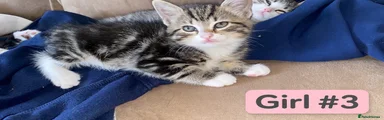 Mixed Breed 3