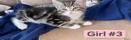 Mixed Breed cats for sale: 5 Beautiful Fluffy Kittens!! - Advert 3