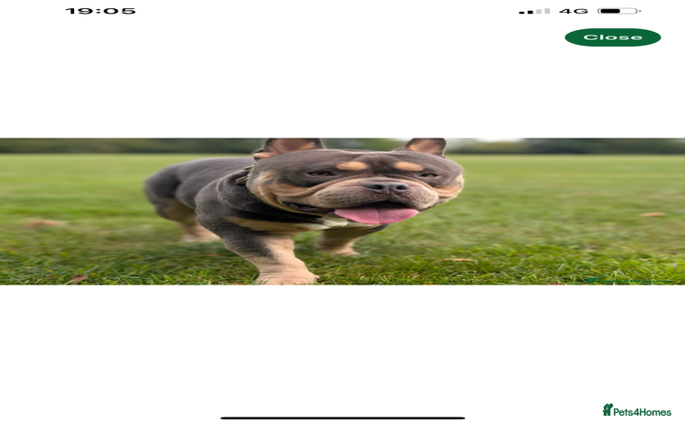 Mixed Breed dogs - Advert 3